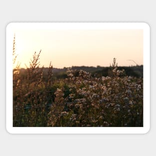 Dramatic colours on plants at sunset or sundown Sticker